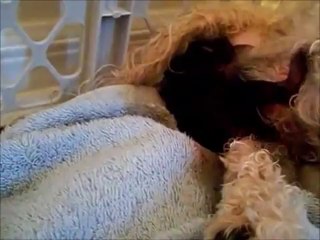 Bichon Frise giving birth