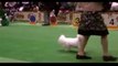 Japan international dog show Bichon-frise examination No3