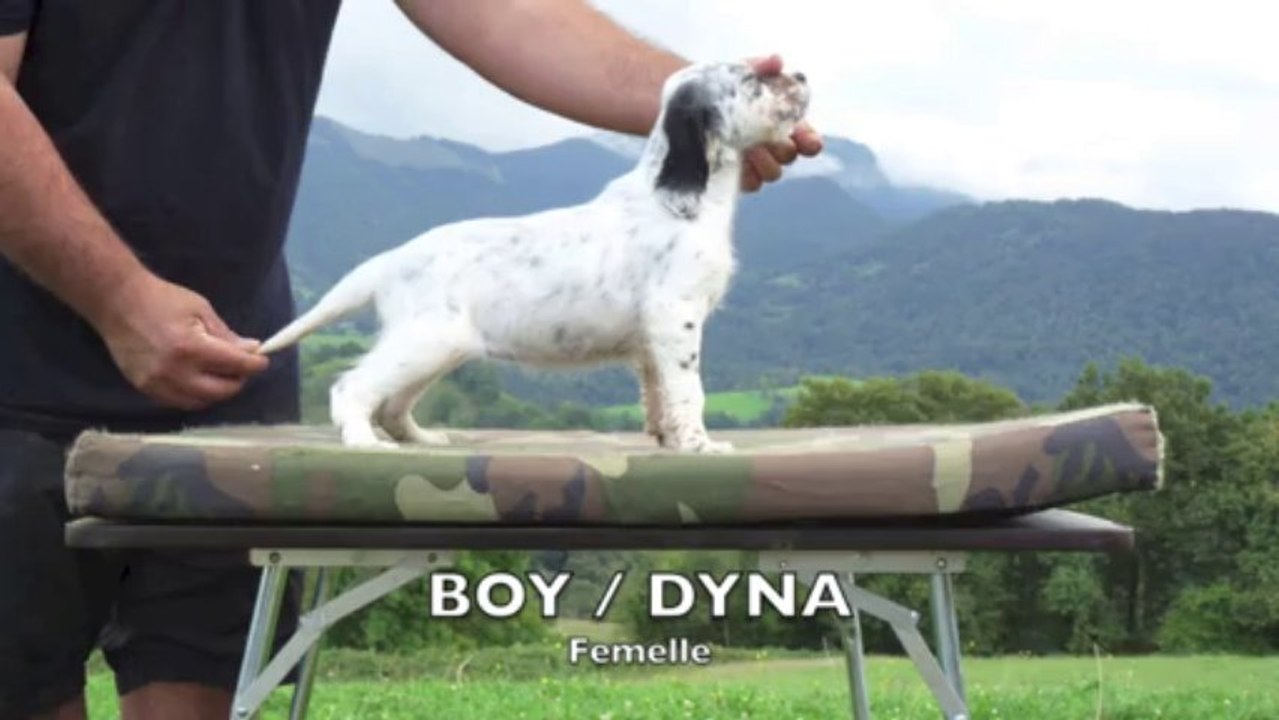Chiots Boy - Dyna