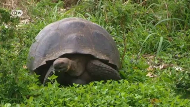 Grüne Energie auf den Galapagos-Inseln | Kurzversion | Global Ideas