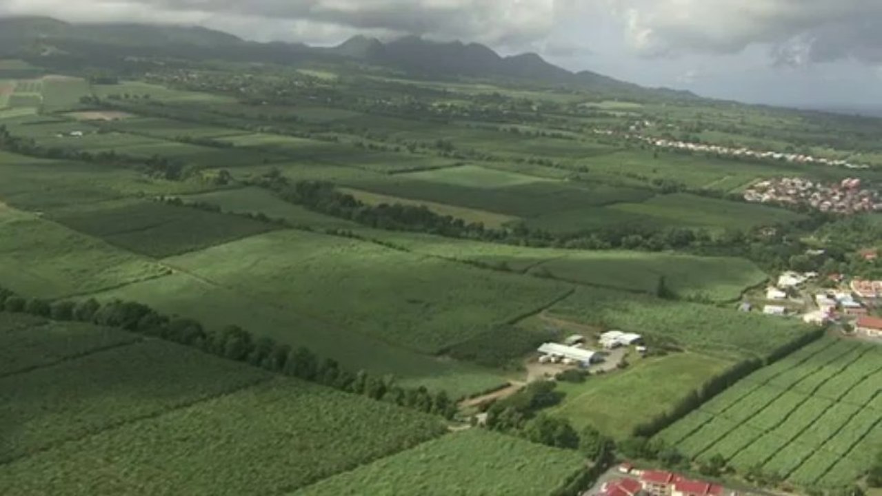 Ville du Lorrain : culture de la banane et de la canne à sucre