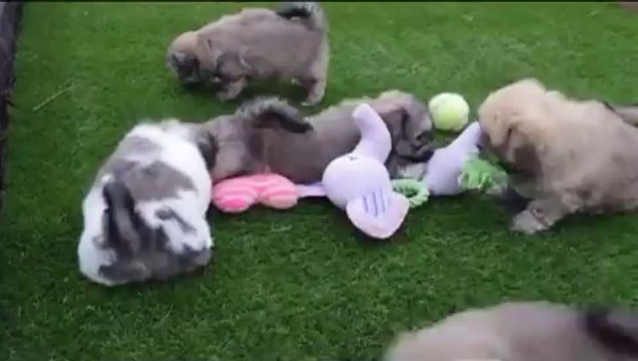 Shih Tzu X Bichon Frise Pups