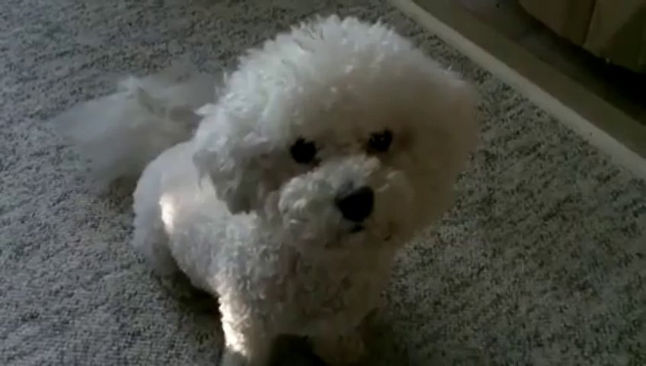 Bichon Frise Turns Head Trying to Understand Funny Whistling YouTube Dog