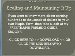 Tilapia Farming Guide   Tilapia Farming Guide Pt 2