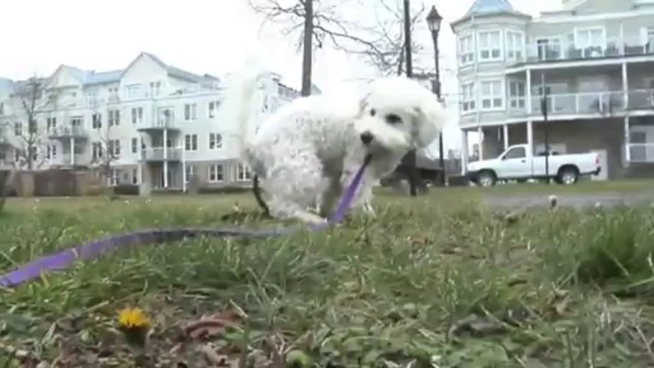 Bichon Frise Puppy & Dog Routine Morning Walk,  Part 1