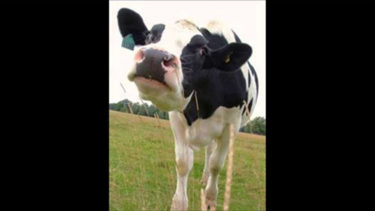 moo moo I love you!