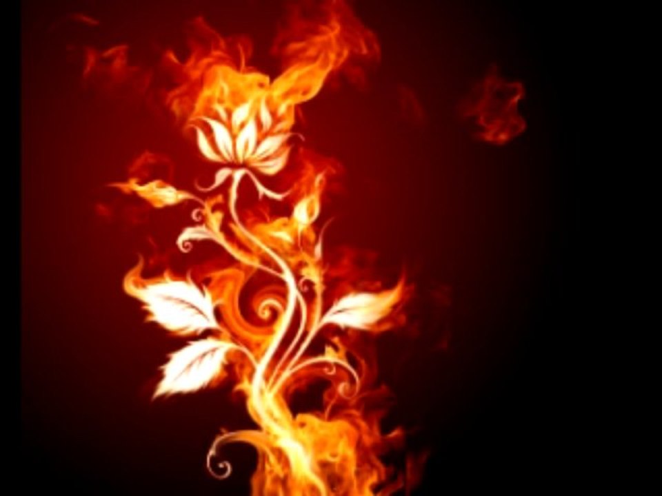 flor de fogo