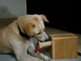 Clickerspielzeug zum Clickertraining mit Hunden - Drawer for dogs in Clicker training