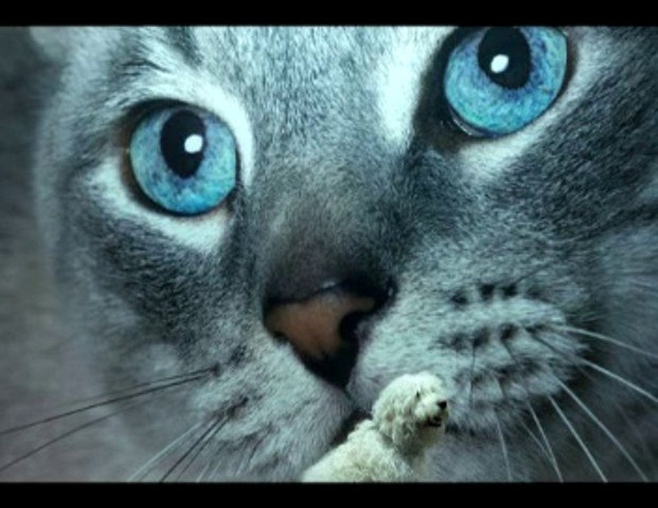 gato azul