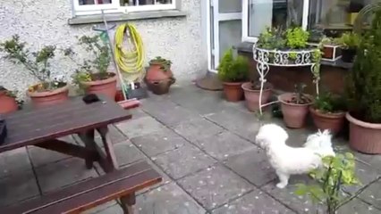 BFW - Marley (Bichon Frise) comes for his pamper and playtime May 2012!