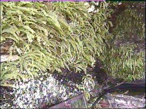 La source du Magistavols (Cevennes)