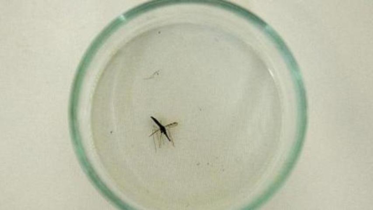 UK firm to seek approval for malaria vaccine