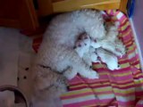 bichon frise puppies    http://bichonfrise-ajay.blogspot.com/