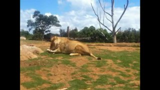 Lions at Werribee Open Range Zoo