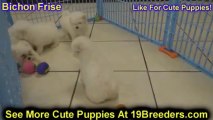 Bichon Frise, Puppies For Sale, In, Nashville, Tennessee, TN, County, 19Breeders, knoxville, Smith