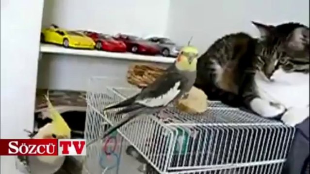 Papağan kediye konser verdi