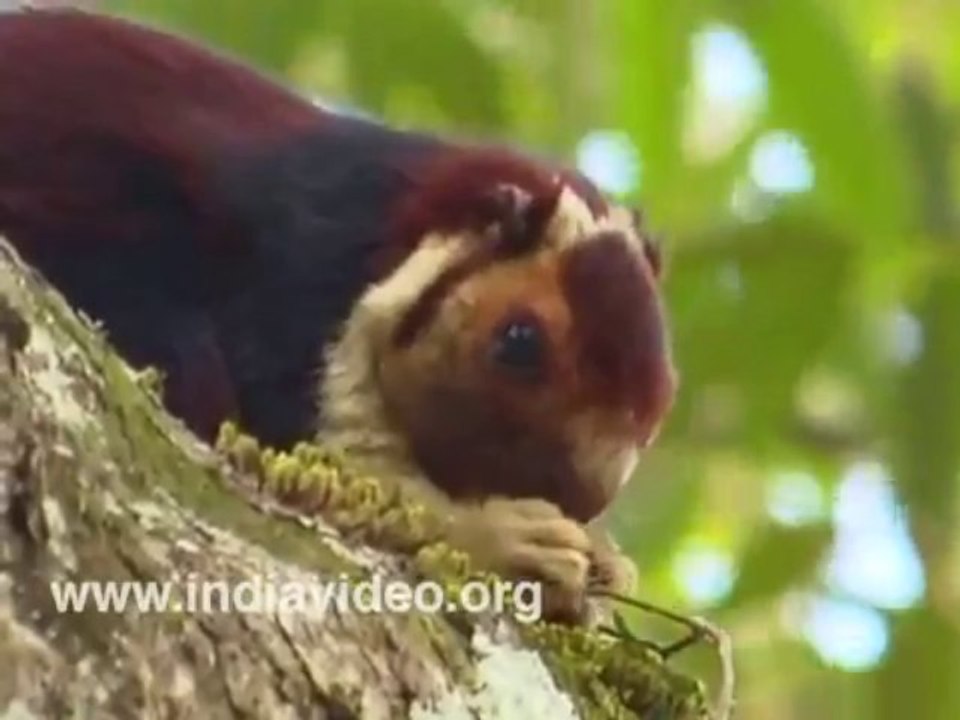 Indian Giant Squirrel Wildlife Video