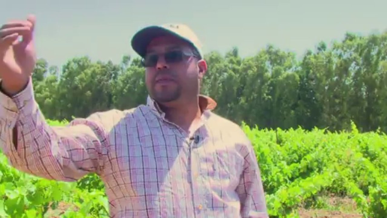 Verkauf illegal - aber der Weinbau in Marokko boomt