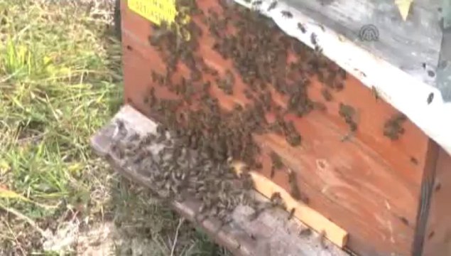 Sporculara doğal doping