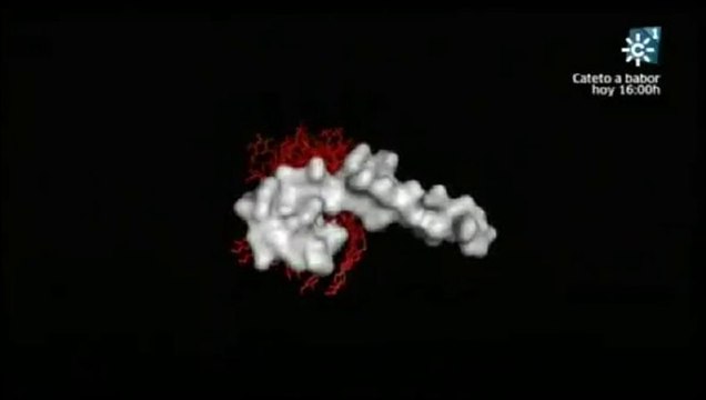 Neuropeptidos contra enfermedades autoinmunes