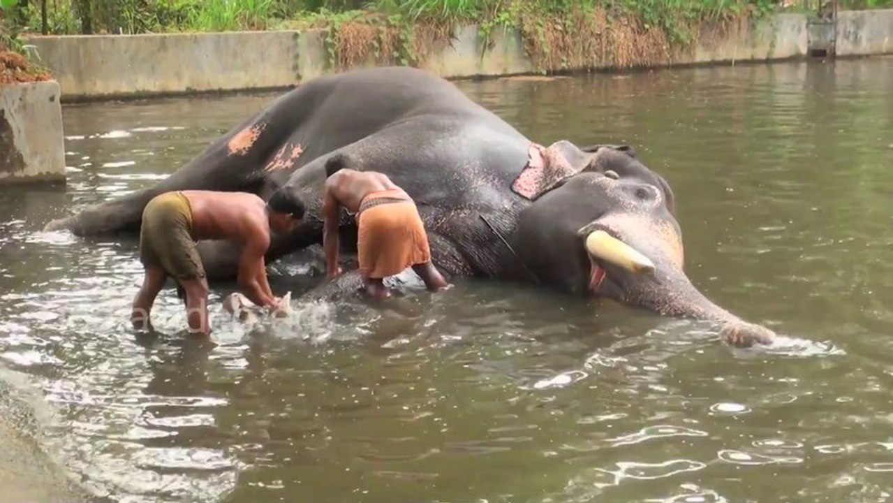 Elephant Bathing in Guruvayoor Punnathurkotta Kerala