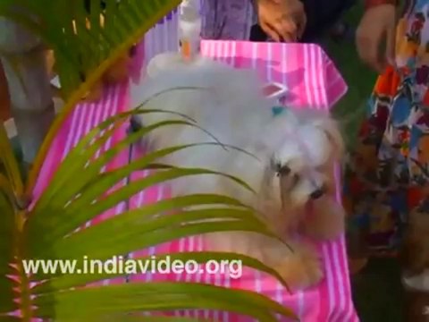 Cute Maltese Dog video