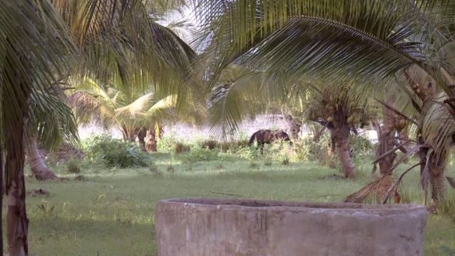 Léopold Sédar Senghor et le Royaume d'enfance