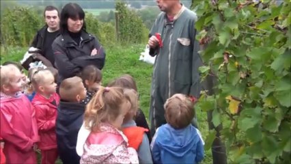 Vendanges 2013
