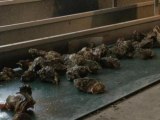 Atlantique: les huîtres de la côte touchées par un virus - 09/10
