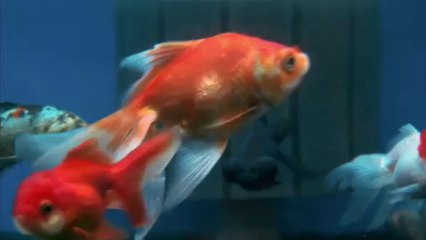 Qu'est-ce que je vois? : Le poisson