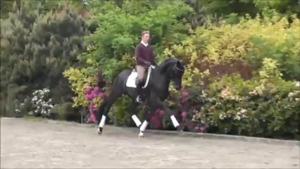 STALLION - 2009 - Stakkato x Florestan