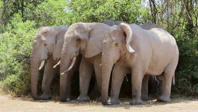 Safari wildlife. Tanzania. East Africa. Mt. Kilimanjaro area and Arusha National Park.