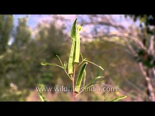 Vegetable farms and fruit orchards: Siro homestay in Ziro valley