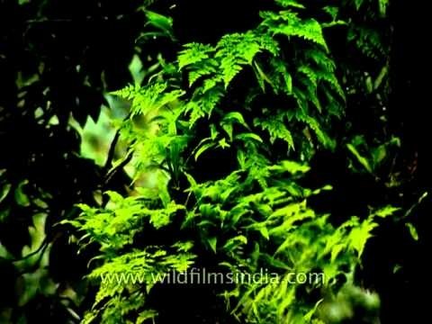 Ferns on tree trunk and branches