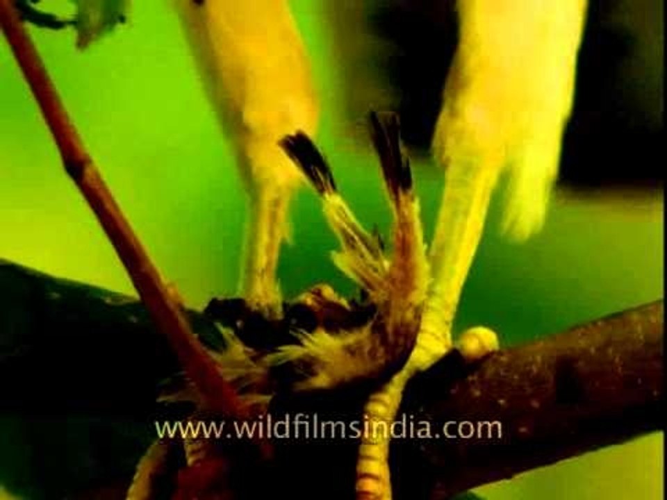 Shikra tearing up a bird