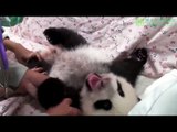 Taipei baby panda Yuan Zai is in good health!