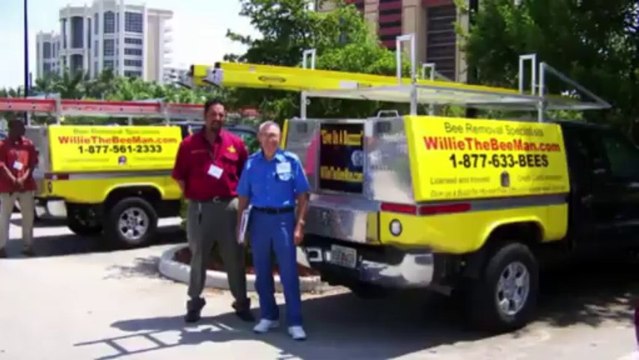 bee removal west palm beach bee removal with black and yellow Florida bee removal Large