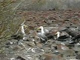 Parade Amoureuse Albatros Galapagos