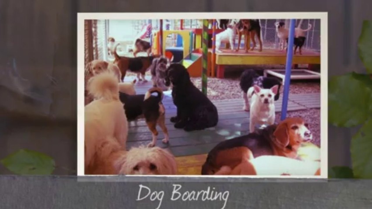 Perfect Pooch: 200 King Manor Drive, King of Prussia, PA 19406 | Call at 610.337.7698