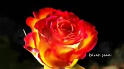 Elif Kaya  -  Olmuyor Denedim