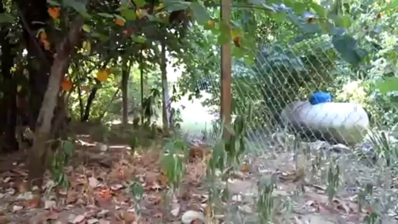A very happy fox