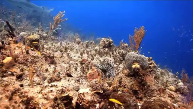 Caraïbes, alerte au poisson-lion