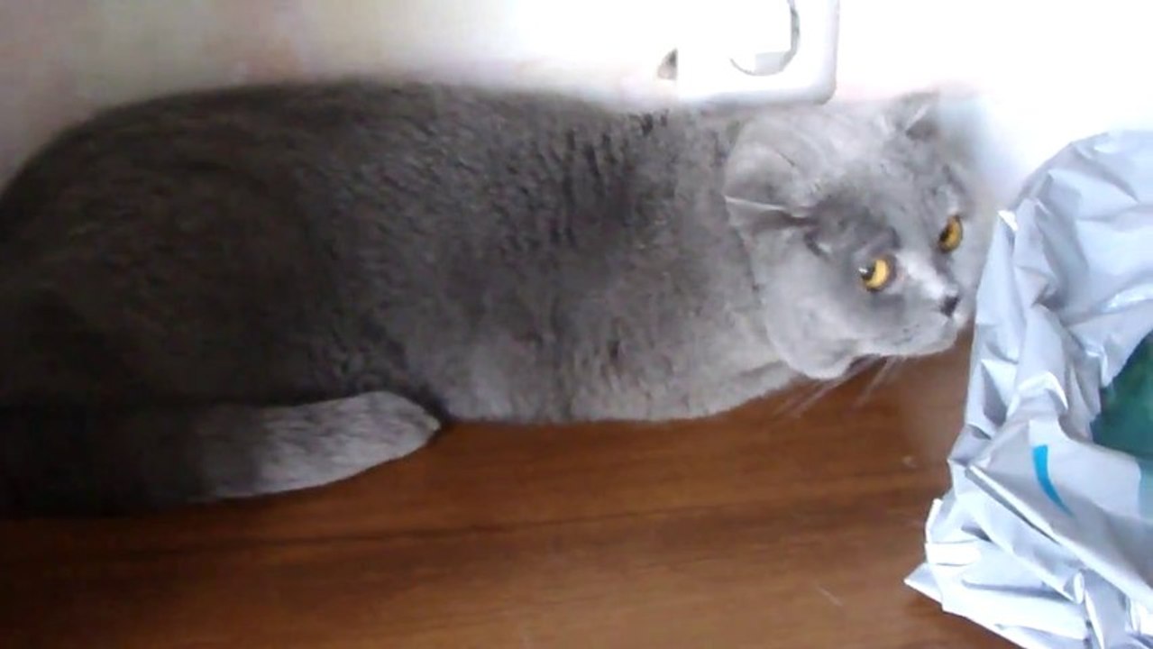 Guilty cat's eyes Vs plants broken on the floor !!