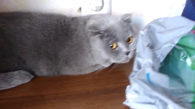 Le regard de chat coupable le plus mignon du monde!!