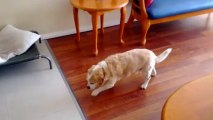 Funny guilty dog walking silently down the house LOL