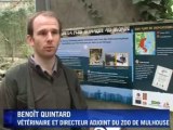 Trois petites panthères de l'Amour étaient nées au zoo de Mulhouse en 2010