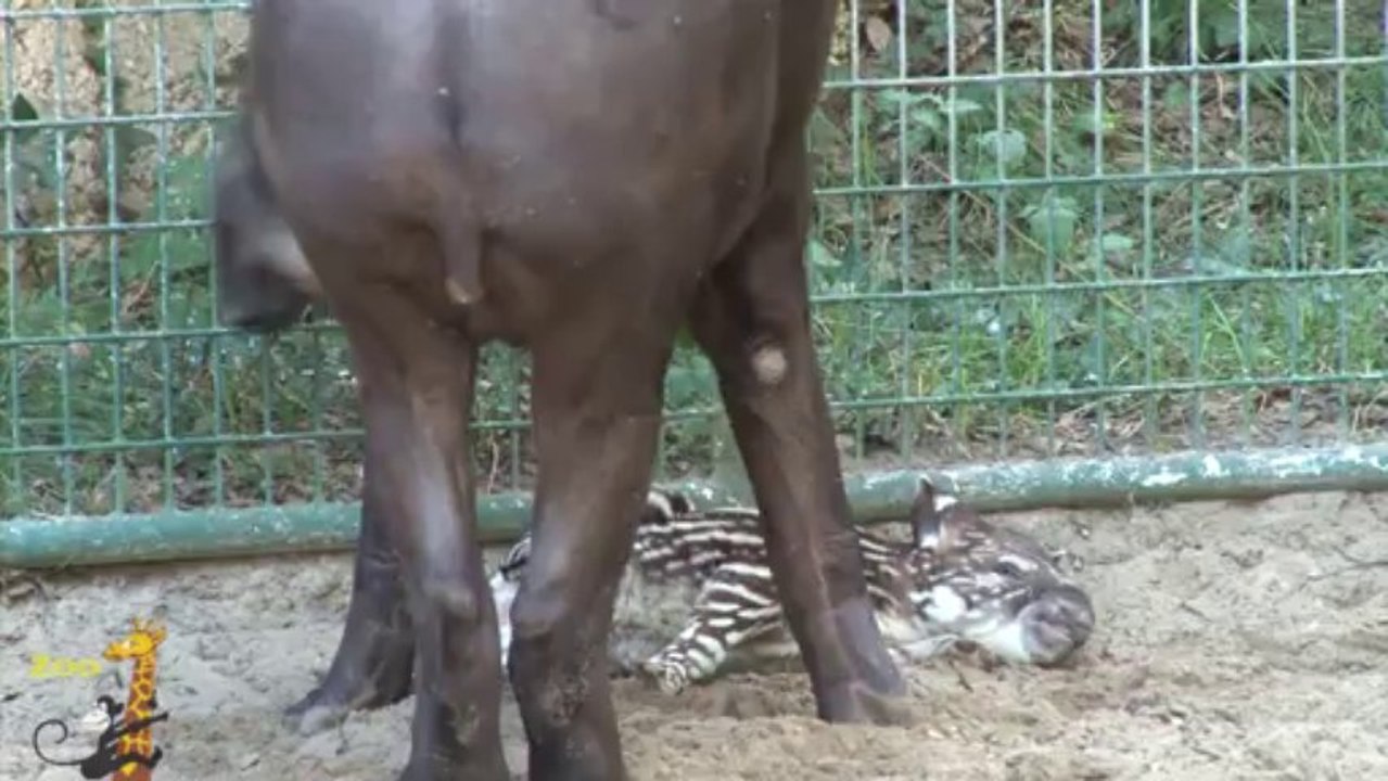 Bébé tapir