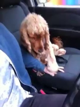 куче сака да се држи за рака