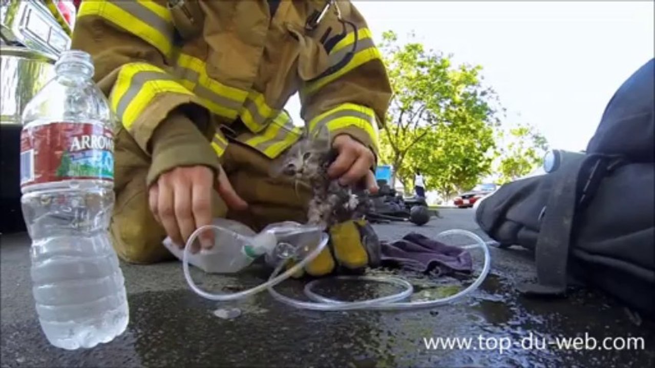 Un pompier sauve la vie d'une chaton !