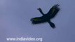 Great Pied Hornbill bird - Wildlife India